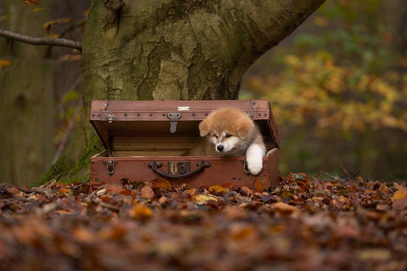 Welpe in antikem Koffer von Special Moments MvL