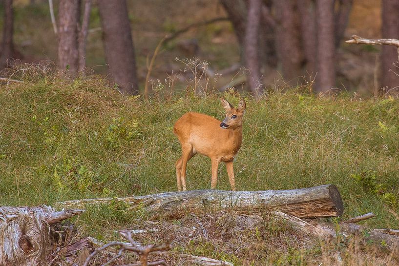 Reegeit in het bos par Menno Bausch