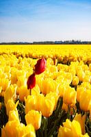 Red tulip in the middle of a field of yellow tulips