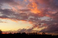 Les oies rentrent chez elles entre les nuages rouges du soir