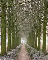 Baumansicht in Utrecht