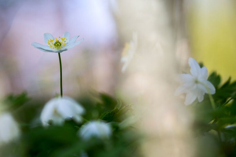 Sfeer opname van Bosanemoon by Mark Scheper