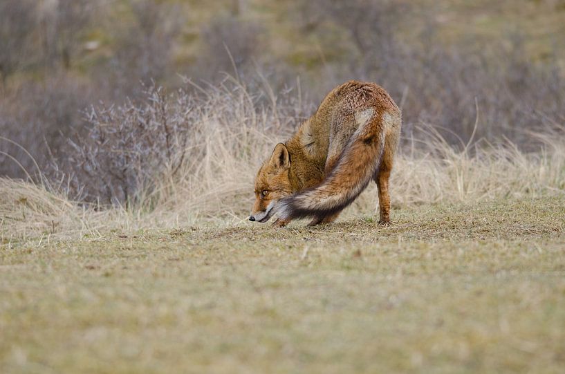 Vos - &quot;Daar zit een Luchtje aan&quot; von Carla Boogaard