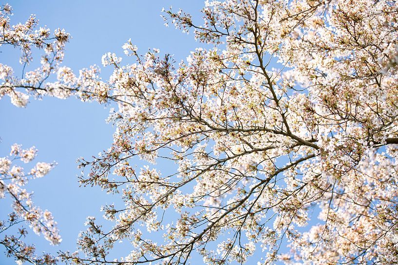 White blossoms and a clear blue sky by Lindy Schenk-Smit