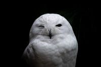 Zwinkernde Schneeeule