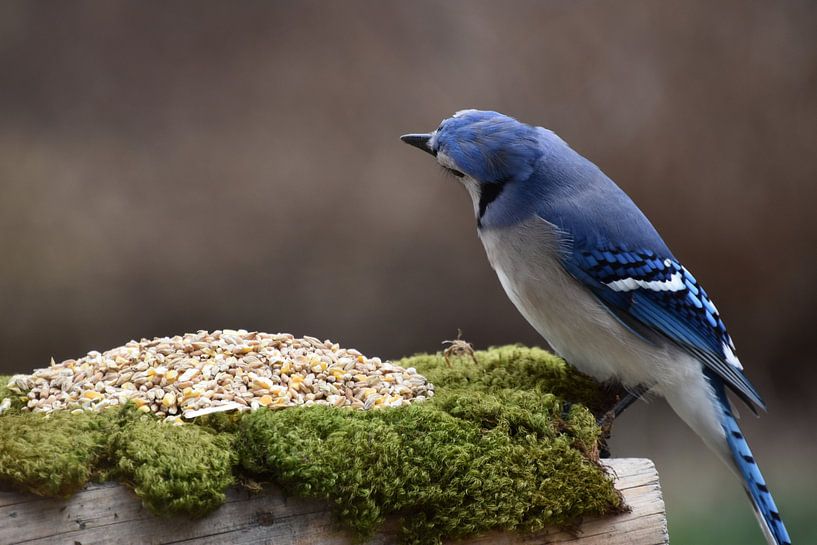 A blue jay at the garden feeder by Claude Laprise