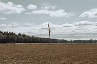 La vie à la campagne