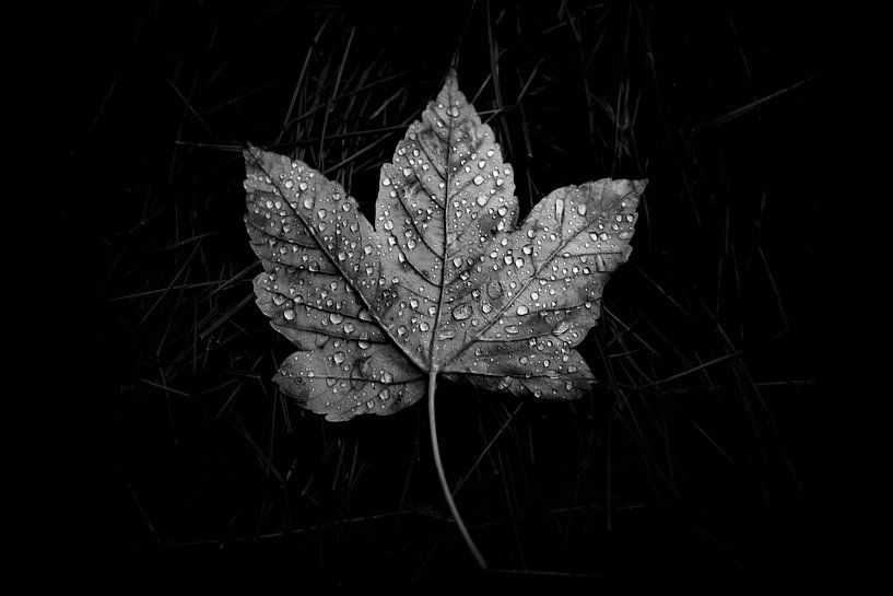 Fallen van Myrna's Photography