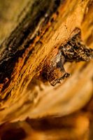 Arrêtez de grandir !