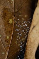 rosée du matin et pluie sur les feuilles dans la forêt