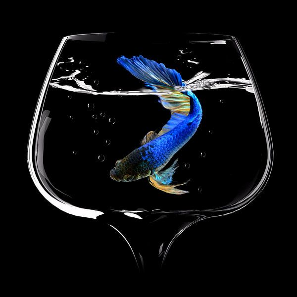 Betta Fisch Tanz von Antonyus Bunjamin (Abe)