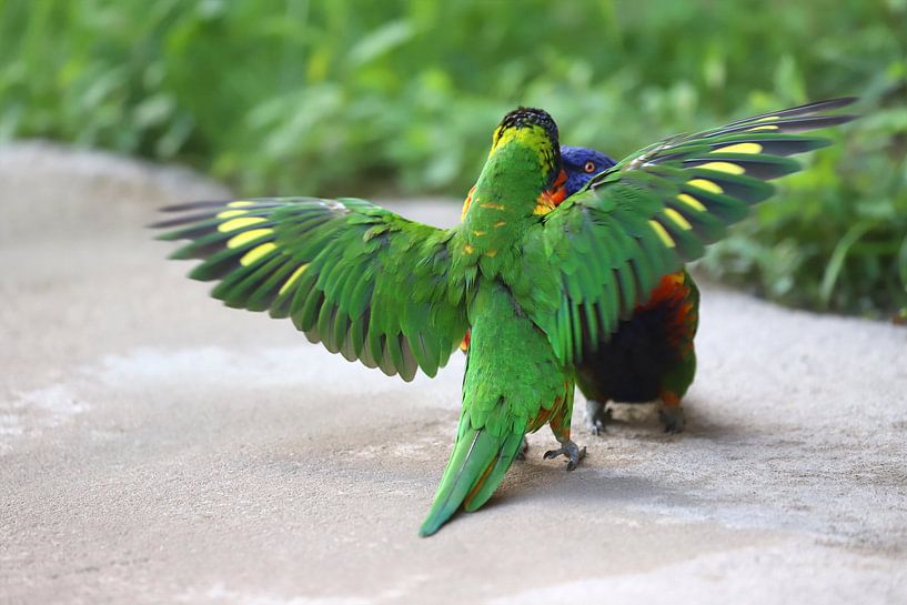 Lori von Heike Hultsch