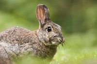 Wild Konijn in het gras