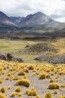 Golden lawns in Patagonia