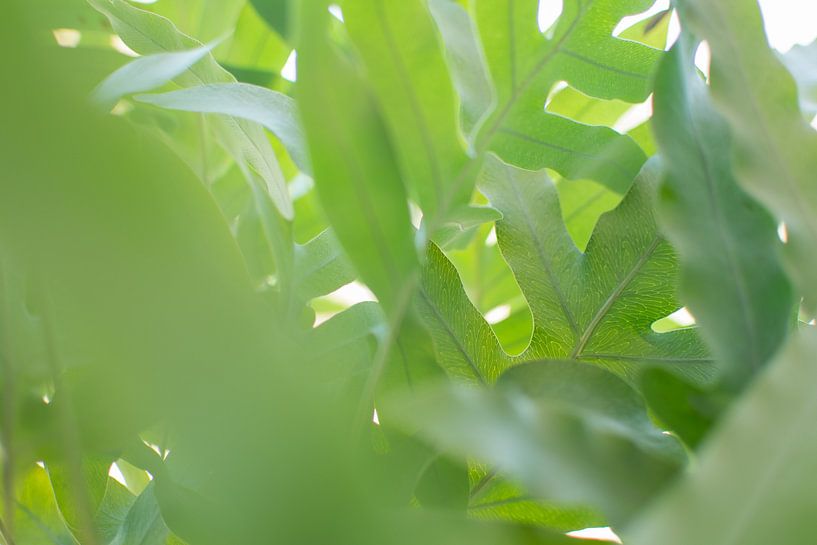 Grüner Dschungel von Lisette van Gameren