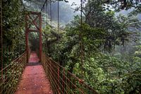 Burg über Regenwald