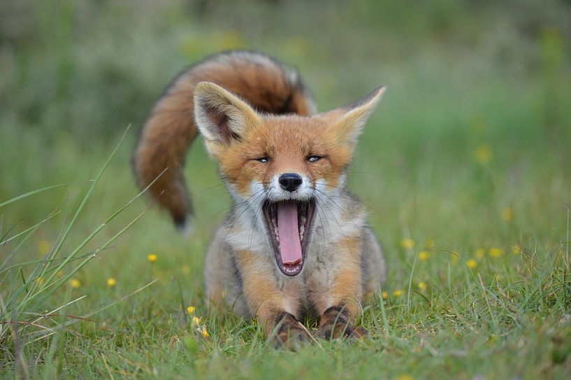Gapend jong vosje. par Yvonne van der Meij