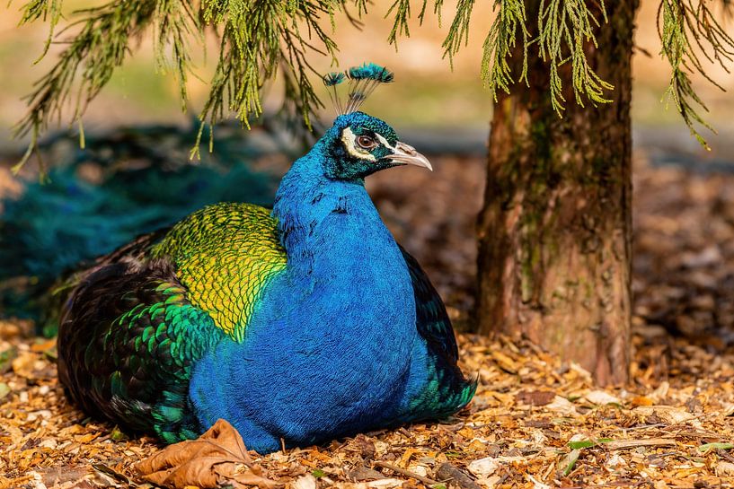 Blauer Pfau - Pavo cristatus von Rob Smit