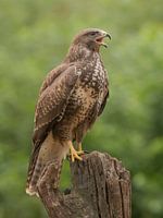 Buzzard
