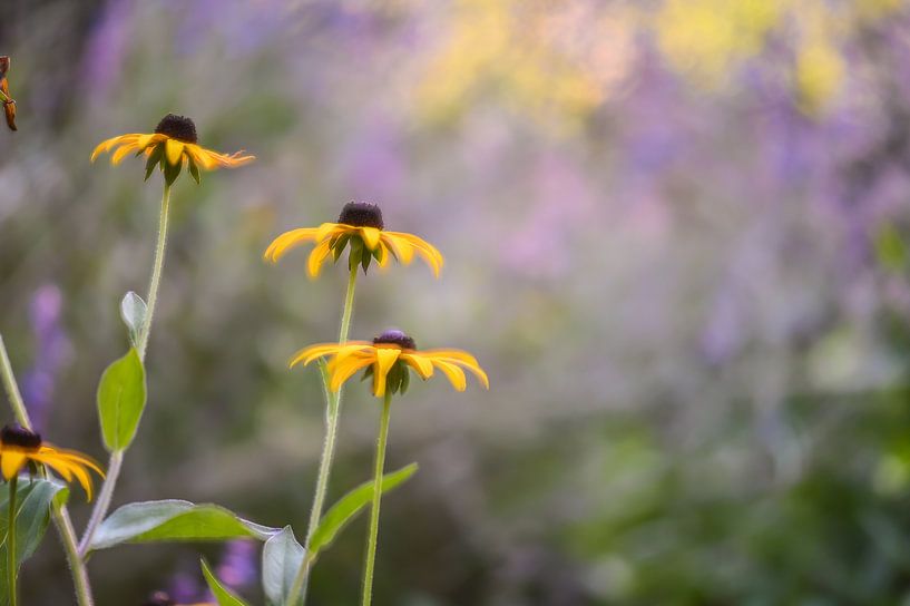 blumen teil 7 von Tania Perneel