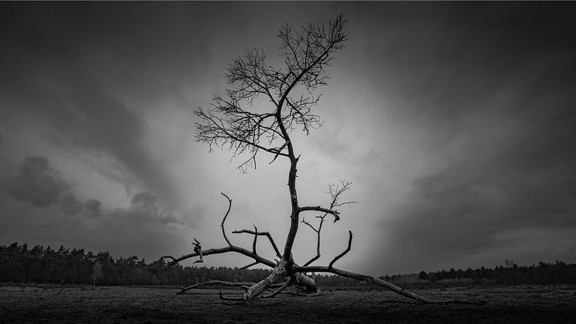 Einsamer Baum von Patrick Rosenthal