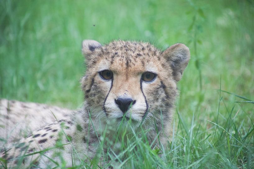 jachtluipaard by marijke servaes