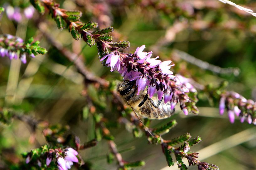 Abeille sur une branche de bruyère en fleur par Gerard de Zwaan