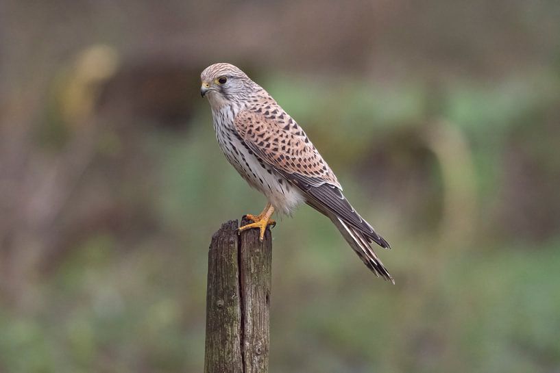 Kestrel par Merijn Loch