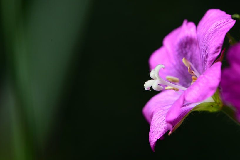 Une fleur violette par Gerard de Zwaan