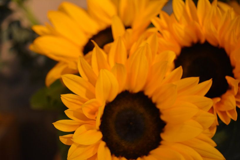 Zonnebloemen von Ima Rhebok