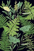 Des papillons de nuit camouflés parmi les feuilles