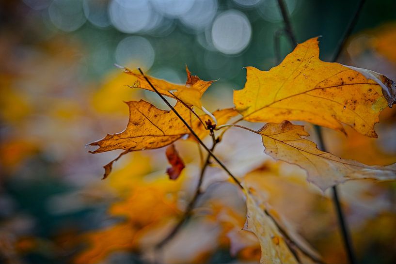 Autumn colours of the Black Water by Jos Saris