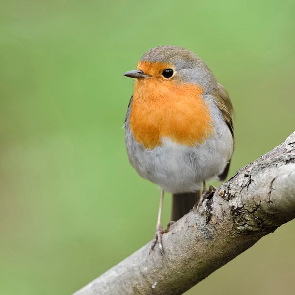 Rotkehlchen ( Erithacus rubecula ) im Frühling, sitzt auf einem Ast vor grünem Hintergrund van wunderbare Erde