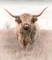 Schottischer Highlander