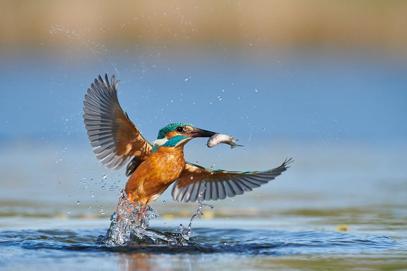 Kingfisher - In a flash by Kingfisher.photo - Corné van Oosterhout