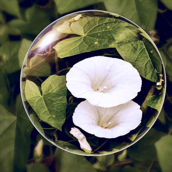 Dans le treuil de la boule  - vents blancs par Christine Nöhmeier