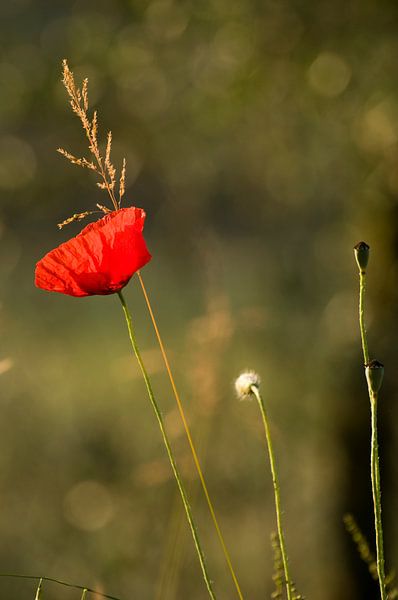 Ein zarter Beweis für den Sommer, ein Mohn in der Sonne von Margot van den Berg