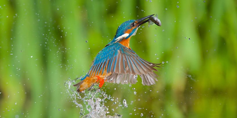 Gotcha - Kingfisher panorama by Kingfisher.photo - Corné van Oosterhout