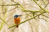 Kingfisher