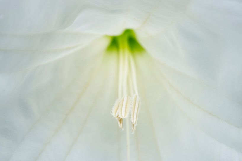 Mondblume Staubgefäße Makro von Iris Holzer Richardson