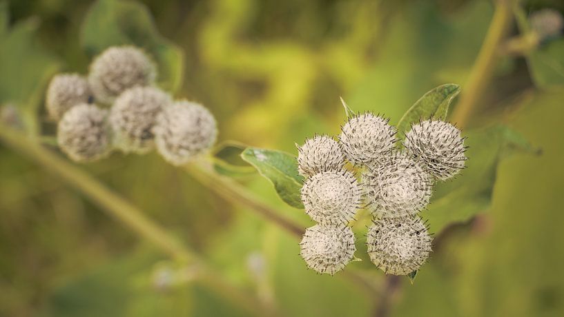 Plante épineuse par Marianne Twijnstra