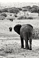 L'éléphant noir et blanc