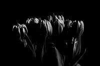 Tulpen in Schwarz-Weiß