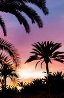 Tropical sunset with palm trees