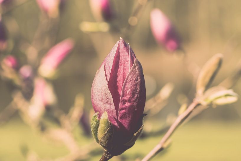 Pink Magnolia flower in Rivierenhof, Deurne by Kristof Leffelaer