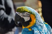 L'apparence d'un oiseau perroquet