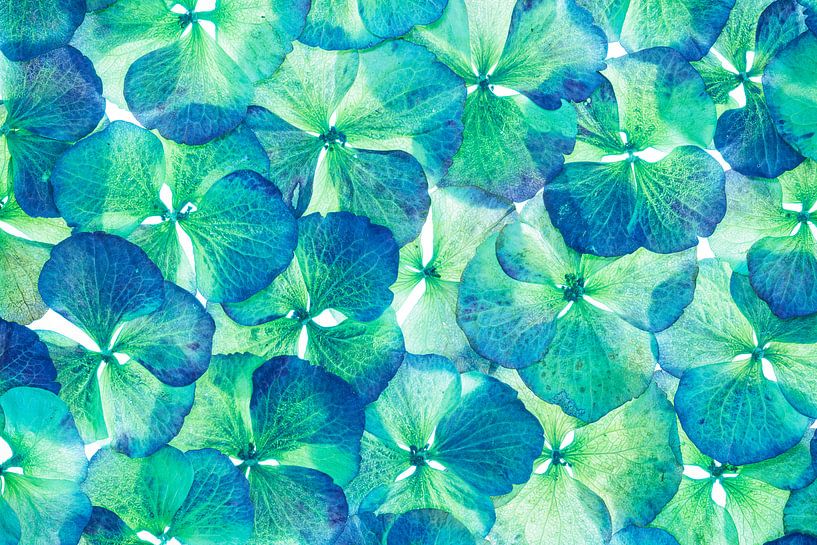 Hortensia (Hydrangea Macrophylla) par Carola Schellekens