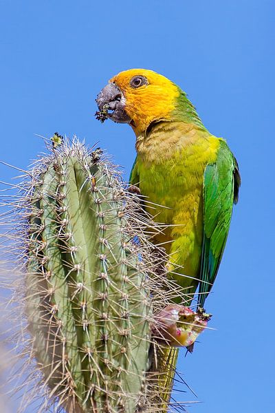 This yellow wing amazone parrot sits on top of a cactus and eats a flower bud by Ben Schonewille