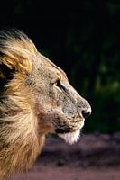 The power of an elephant on an adventure