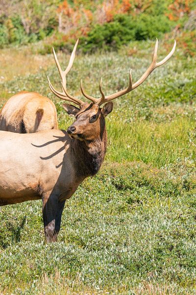 Ein riesiges Geweih wird zur Schau gestellt von Louise Poortvliet